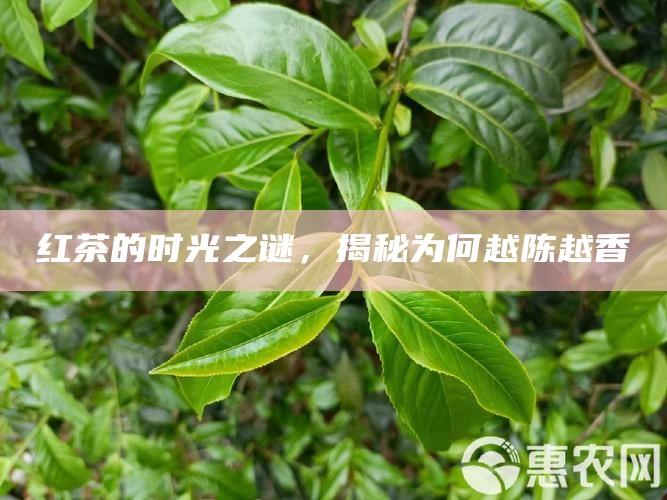 红茶的时光之谜，揭秘为何越陈越香